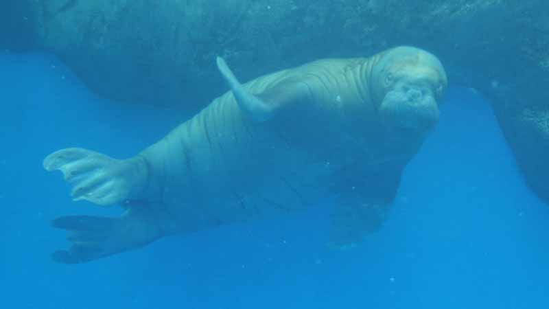 鳥羽水族館のセイウチ